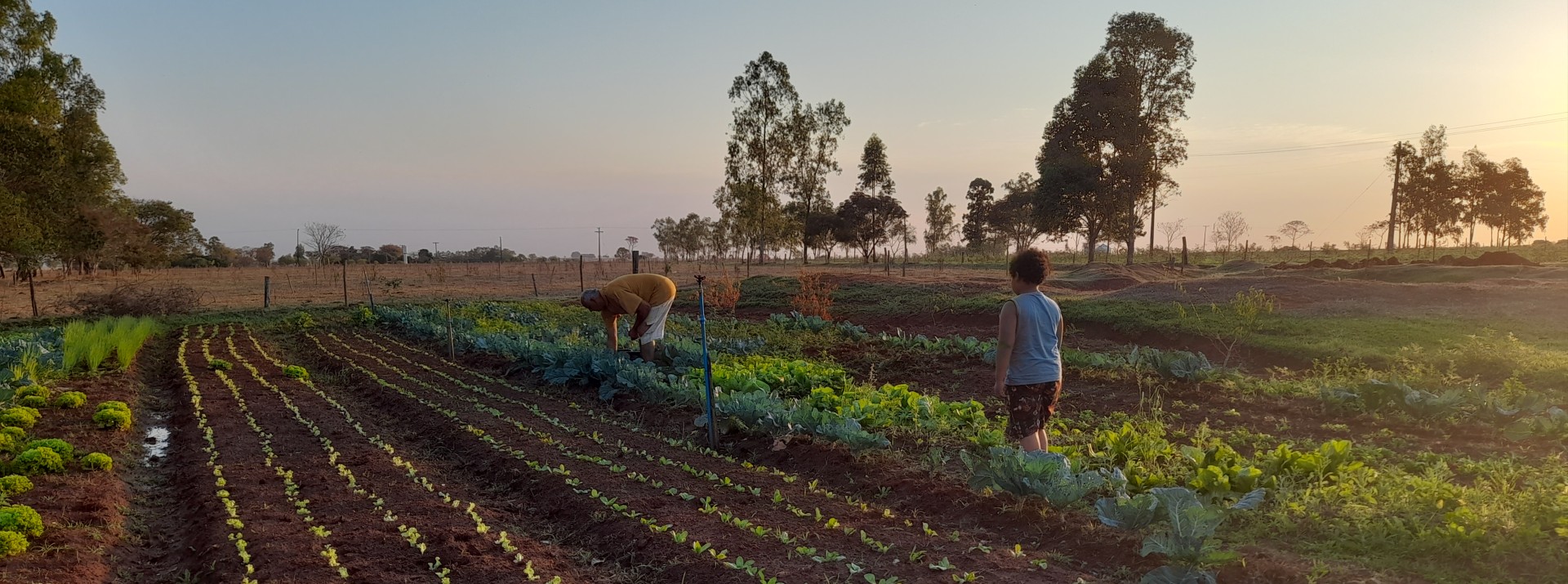 Valmir e Fátima trabalhando em sua plantação que será destinada à alimentação de estudantes de escolas públicas